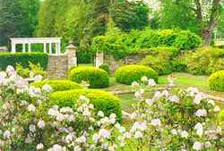 English gardens and the goldfish pond.