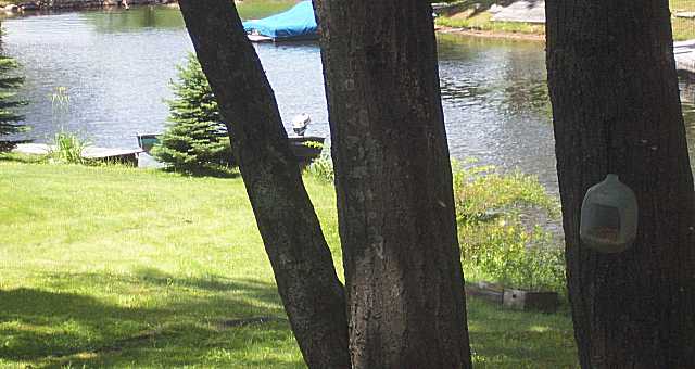 The yard and lake.