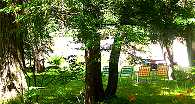 The back yard.