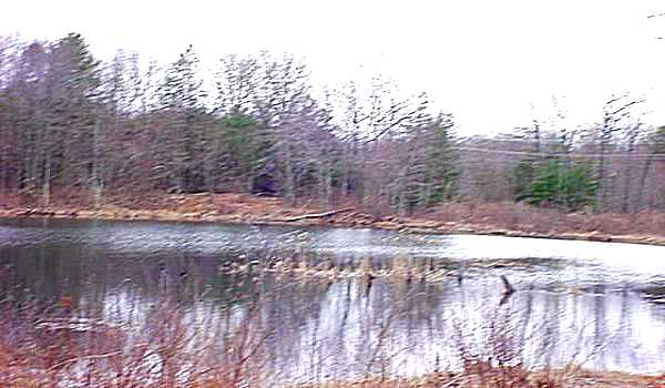 The pond.