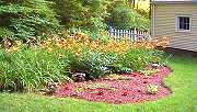 The back yard flowers.