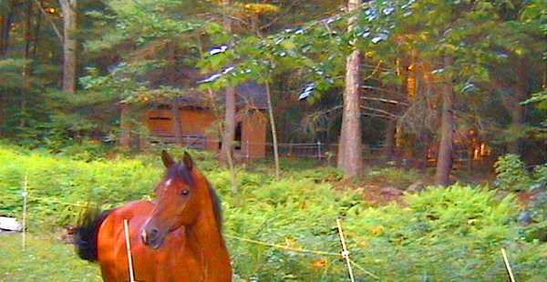 Horse and view towards barn and shed.