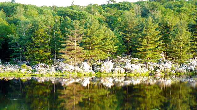 View of the pond.