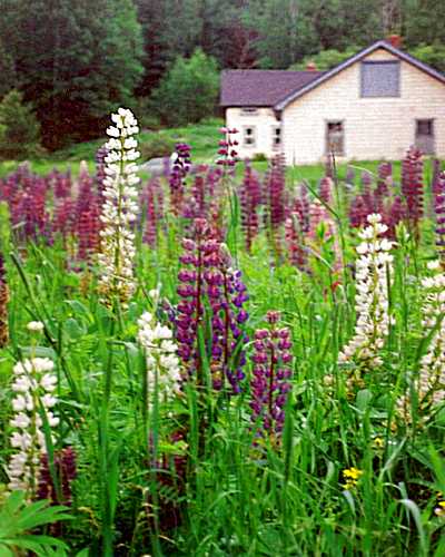 The surrounding grounds abound with blooming lupine.