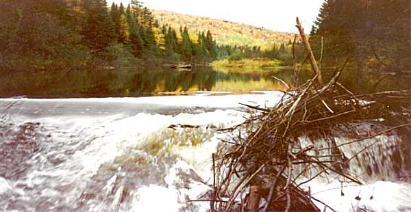 The old Dam on property.